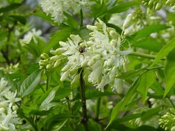 Staphilea mit Biene